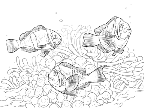 Allards Clownfishes Coloring Page